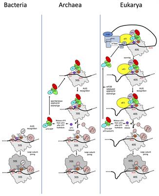 Recent Advances in Archaeal Translation Initiation